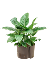 Hydroplant Spathiphyllum Hybrydy