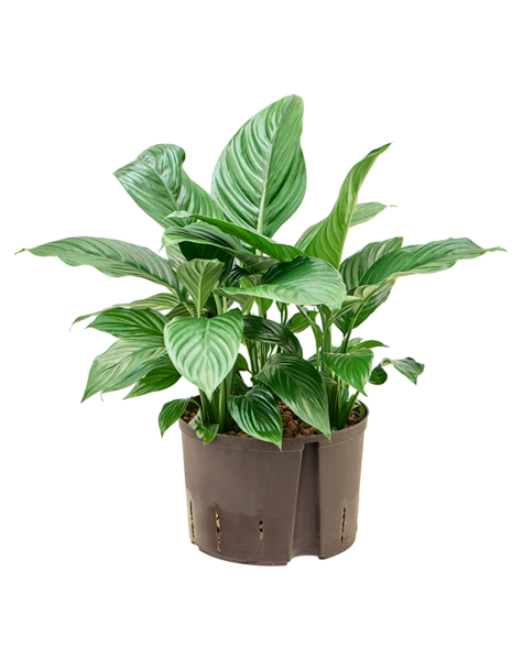 Hydroplant Spathiphyllum