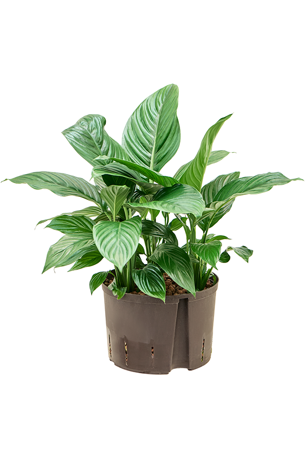 Hydroplant Spathiphyllum Hybrydy