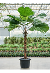Licuala Grandis