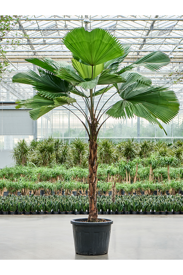 Licuala Grandis