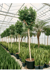 Ficus Microcarpa Nitida