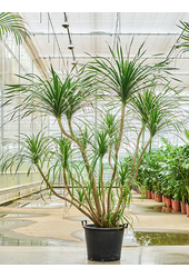 Dracaena Draco Compact