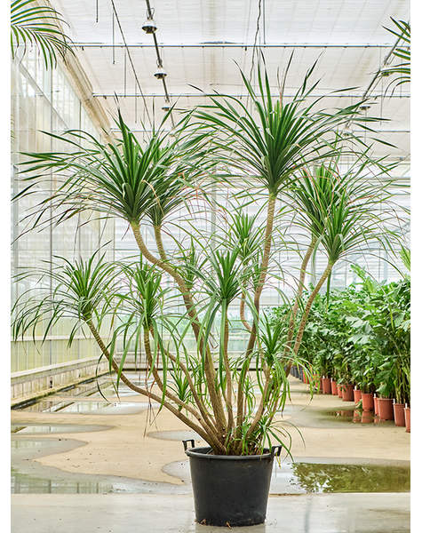 Dracaena