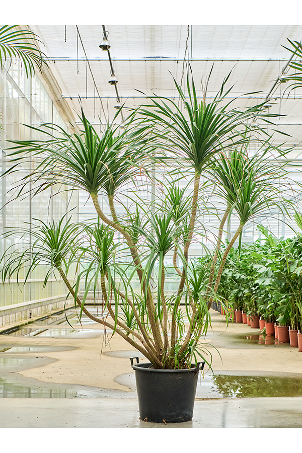 Dracaena Draco Compact