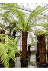 Dicksonia Antarctica