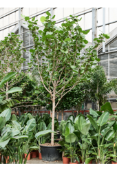 Coccoloba Uvifera