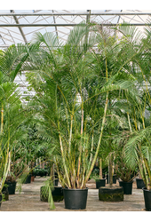 Dypsis (Areca) Lutescens