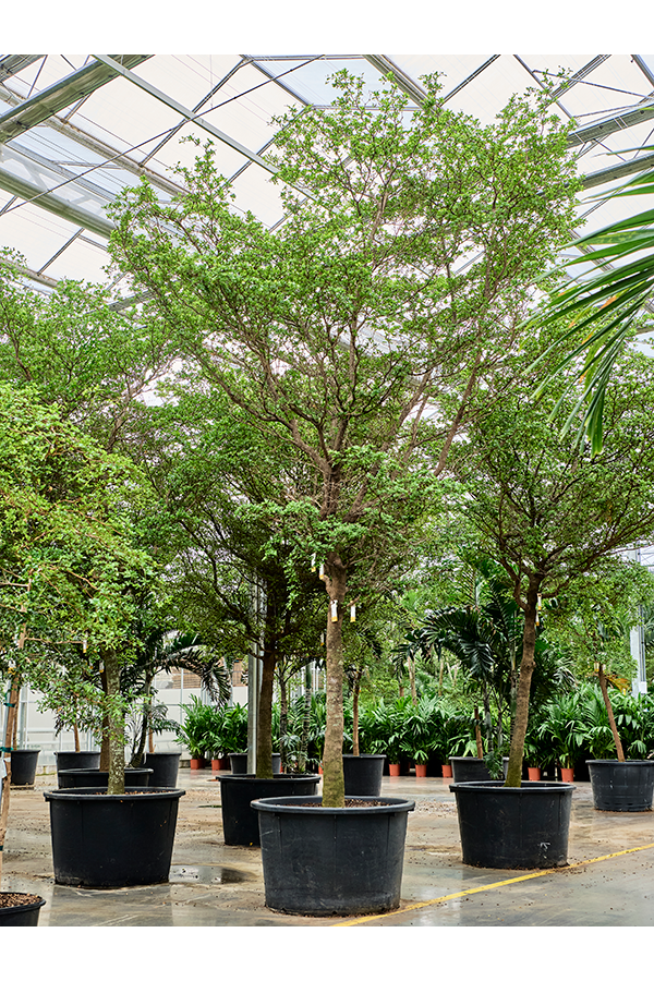 Bucida Buceras Shady Lady (500-600)