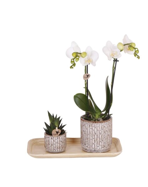 Kolibri Orchids Orchidea