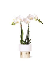 Orchidea Amabilis w doniczce Lush