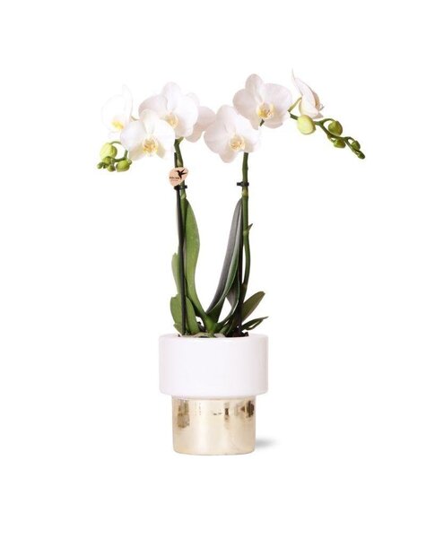 Kolibri Orchids Orchidea