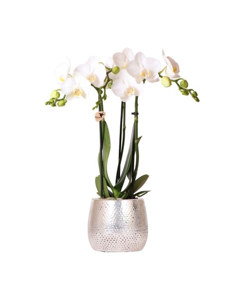 Kolibri Orchids Orchidea