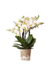 biała orchidea Phalaenopsis Lozanna