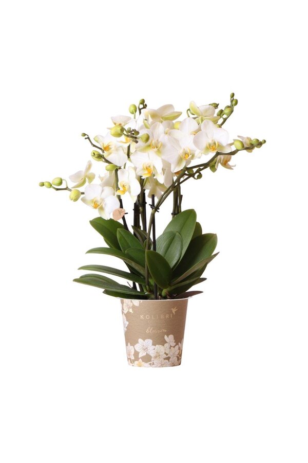 biała orchidea Phalaenopsis Lozanna