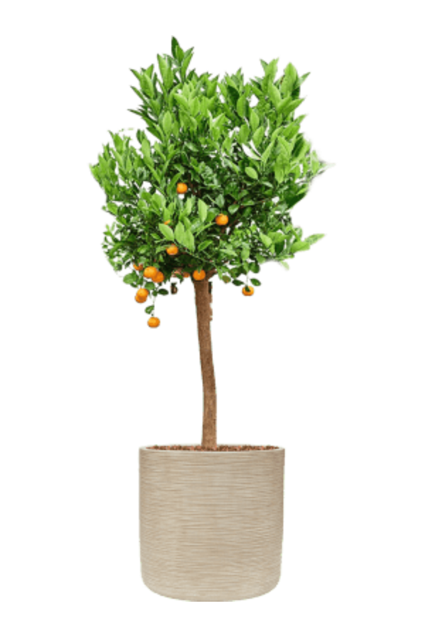 Baq Dune Cylinder Beige