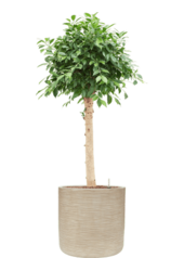 Baq Dune Cylinder Beige