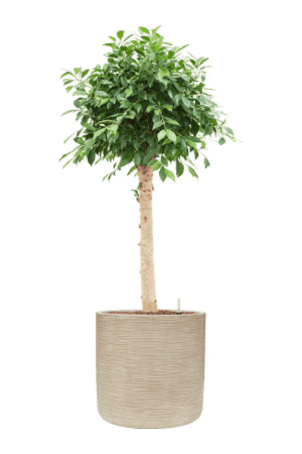 Baq Dune Cylinder Beige