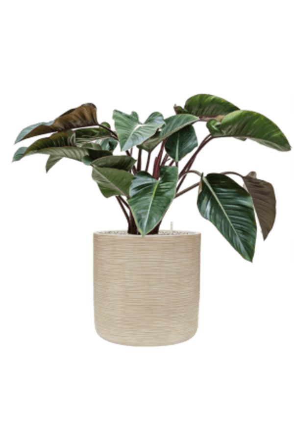 Baq Dune Cylinder Beige