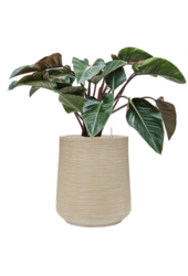 Baq Dune Darcy Beige