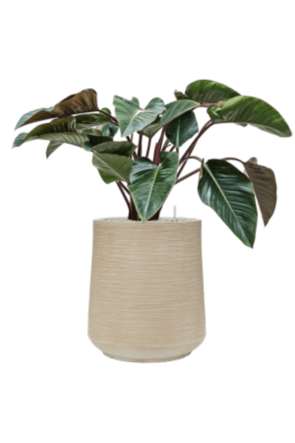 Baq Dune Darcy Beige