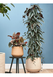 Baq Dune Darcy Beige