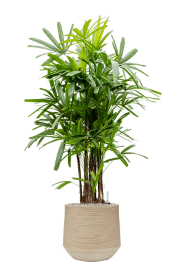 Baq Dune Darcy Beige