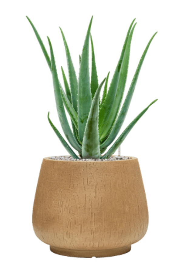 Baq Raindrop Darcy Brown Beige