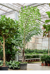 Caryota Urens