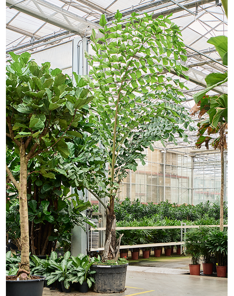 Caryota