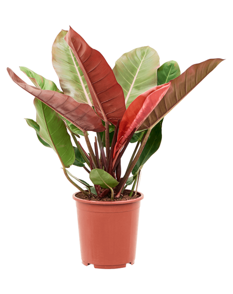 Philodendron