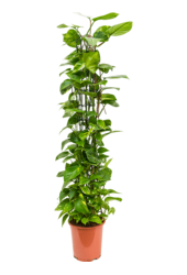 Scindapsus (Epipremnum) Aureum