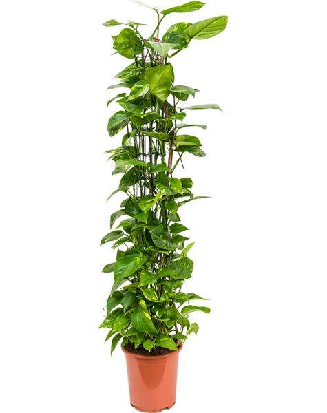 Scindapsus