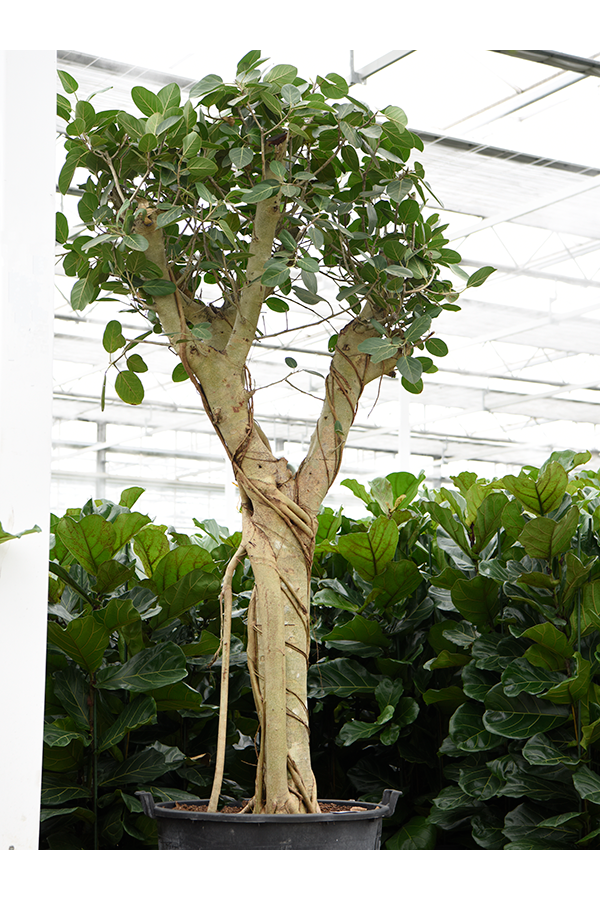 Ficus Benghalensis