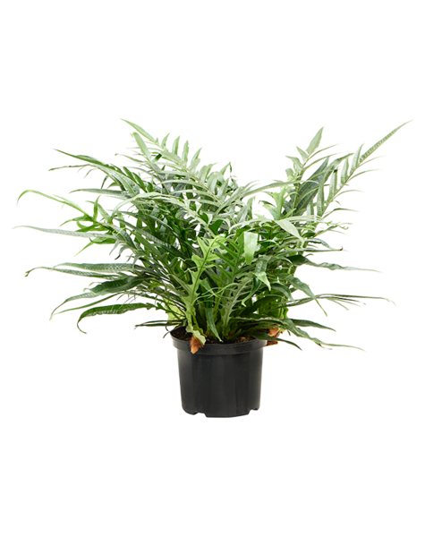 Aglaomorpha