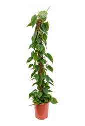 Filodendron Scandens