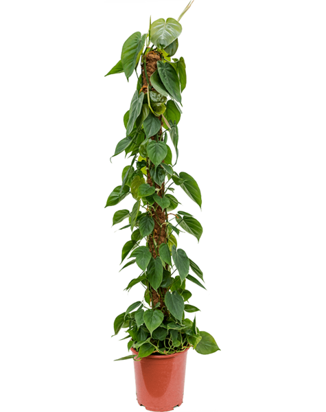 Filodendron