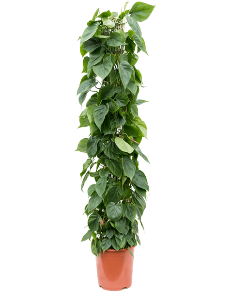 Filodendron