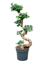 Fikus Microcarpa Compacta