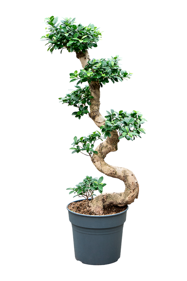 Fikus Microcarpa Compacta