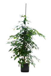 Hydroponiczna Fikus Benjamina Exotica