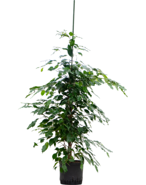 Hydroponiczna Fikus