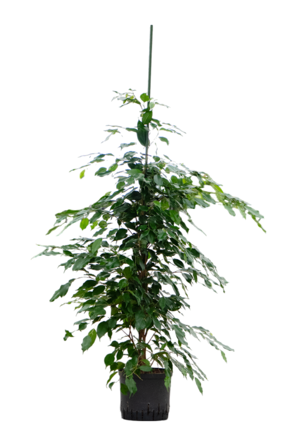 Hydroponiczna Fikus Benjamina Exotica