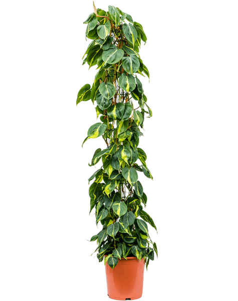 Filodendron