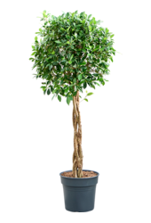 Ficus Microcarpa ‘Nitida’