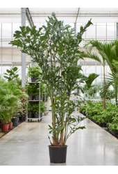 Caryota Mitis
