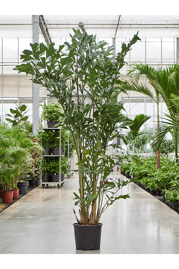 Caryota Mitis