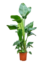 Strelicja Nicolai