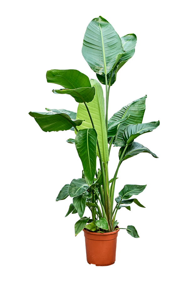 Strelicja Nicolai