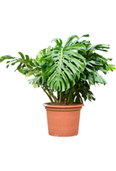 Monstera Deliciosa